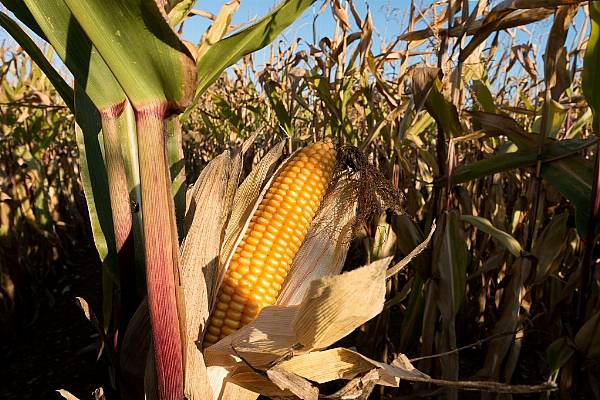 EU Farmers Set To Plant More Maize As Drought Risks Weighed