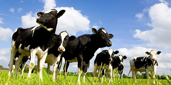 Lakeland Dairies Announce Increased Base Milk Price For July