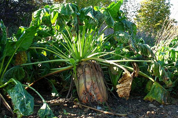 Low Prices To Eat Into EU Sugar Beet Area As Planting Starts