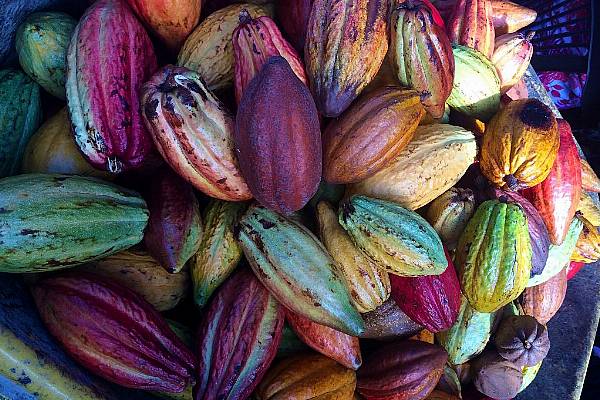 Ivory Coast Cocoa Farmers Fear Low Output After Below-Average Rainfall