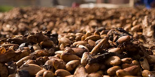 Arid Conditions In Ivory Coast Endanger Cocoa: Mid-Crop Farmers