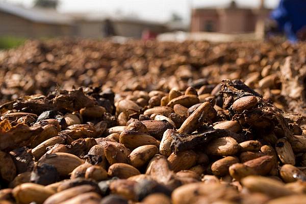 Ivory Coast Cocoa Production Expected To Reach 2m Metric Tonnes