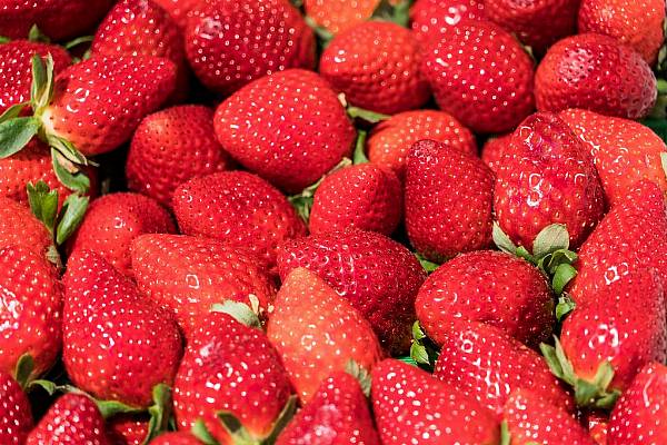 Fruit Producers Harvest First Crop As Irish Strawberries Flourish