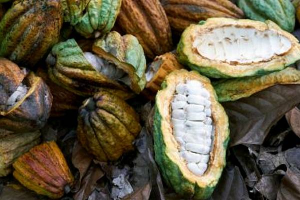 Ivory Coast Rains Bring Relief To Cocoa Farmers