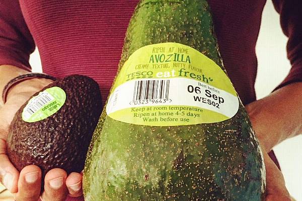 Avozilla: Five Times The Size of A Regular Avocado, Now Available In Tesco