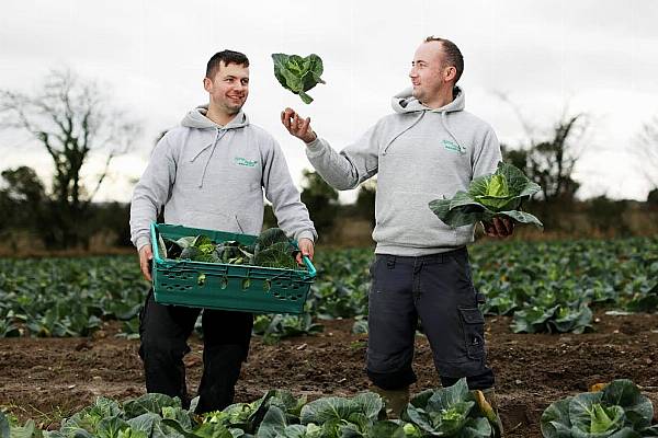 Tesco Diverts Cabbage Plants From Food Waste