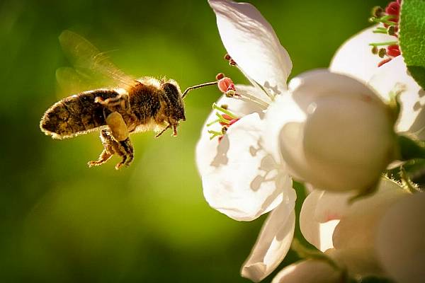 Bord Bia Announces New Partnership With The National Biodiversity Data Centre