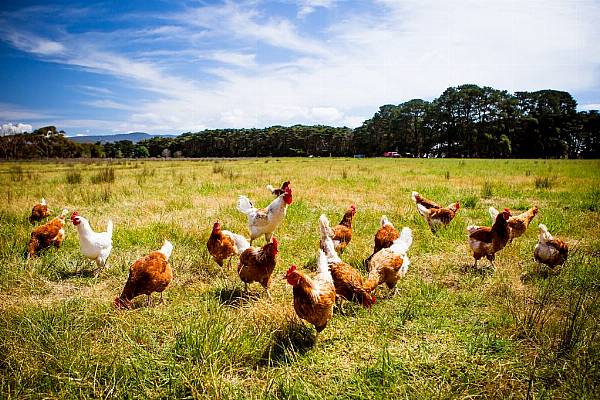 Bird Flu Discovered At Dutch Farm; 216,000 Chickens To Be Culled