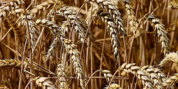 Canadian Farmers Face Drought Threat As Global Wheat, Canola Prices Soar