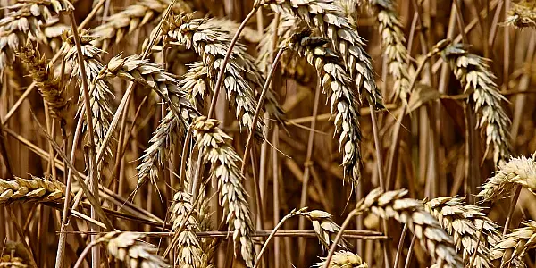 Ukraine's Grain Sector Losses Could Top $3.2bn In 2023 Due To War