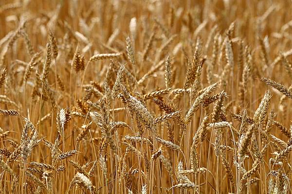 IGC Raises Forecast For 2023/24 World Wheat Crop