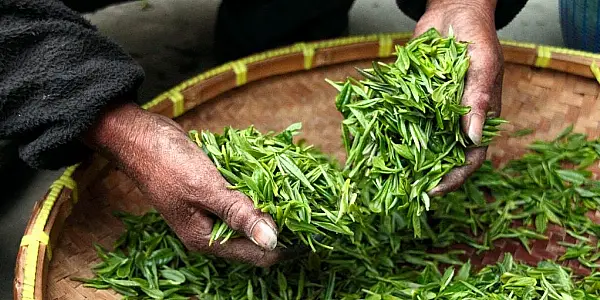 Indian Tea Prices Jump To Record As Floods, COVID-19 Slash Output