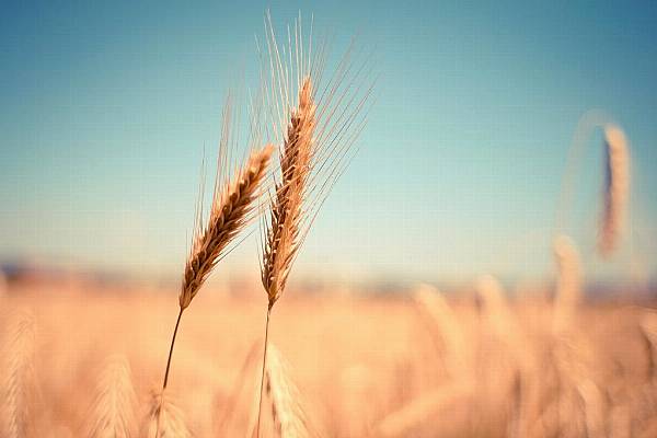 EU Plans Farmer Support, Import Curbs Of Ukraine Grain