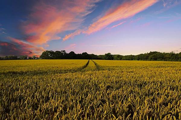 Farm Groups Call On Australia To Not Sign 'Dud' Trade Deal With EU