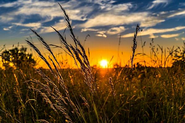 Ukraine Farmers May Cut Winter Grain Sowing By At Least 30%: Union