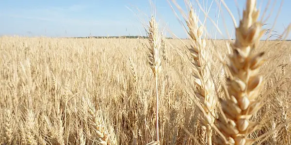 Wheat Rises For Third Session On Strong Demand; Soybeans Rebound