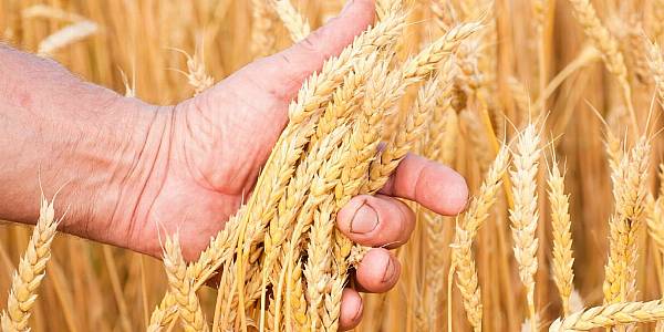 Ukraine Grain Corridor Should Not Replace Broader Deal: UN Trade Chief