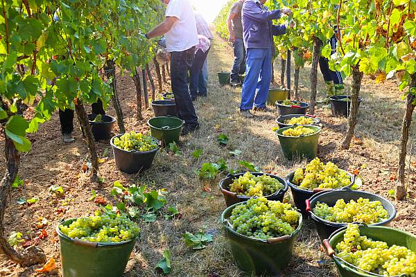 Savuignon Blanc On The Rise In Germany, Driven By Warmer Temperatures