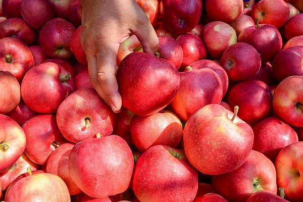 Germany Sees Growth In Apple, Plum Harvests In 2022