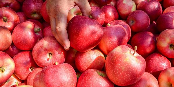 Germany Sees Growth In Apple, Plum Harvests In 2022