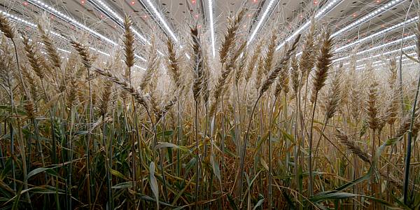 After Herbs And Salads, Infarm Grows Wheat Indoors