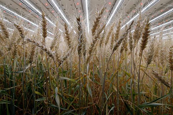 After Herbs And Salads, Infarm Grows Wheat Indoors