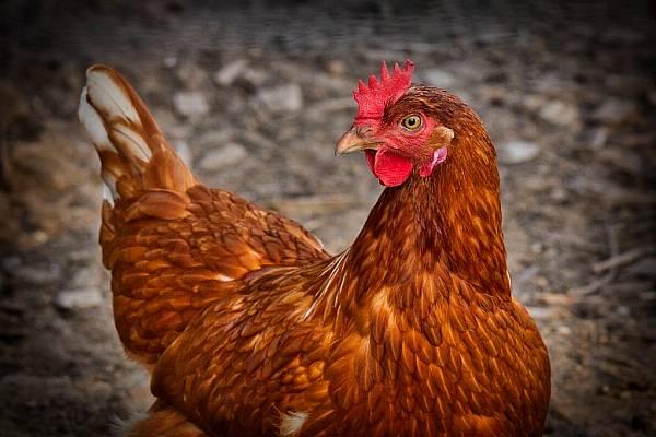 Bird Flu Spreading Fast Among EU Poultry