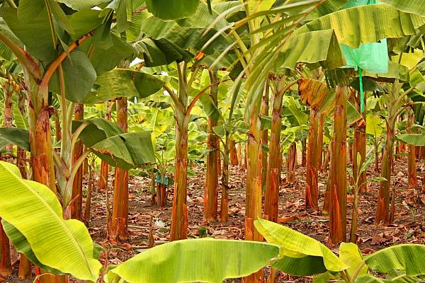 Five Retailers Join Forces In Belgium To Close Living Wage Gap In Banana Supply Chains