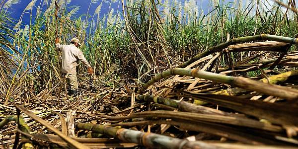 Tereos Plans To Expand Sugar Output In Brazil, But Sees Cane Crop Down