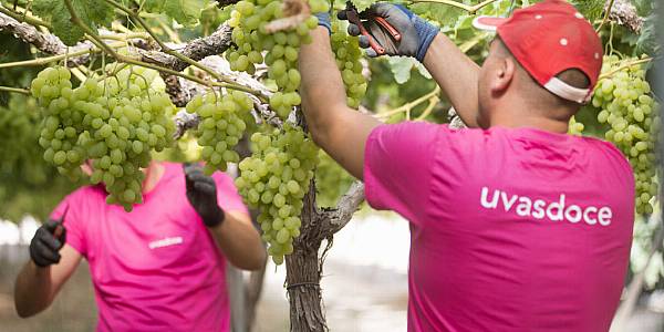 Uvasdoce Fresh Gears Up For Fruit Logistica 2023