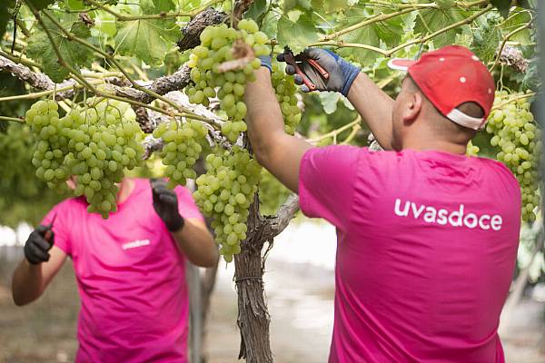 Uvasdoce Fresh Gears Up For Fruit Logistica 2023