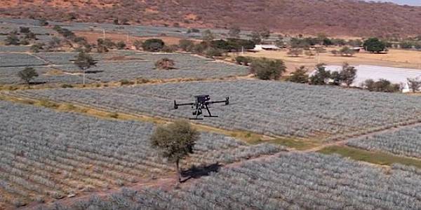 Diageo Introduces Drones To Assist Tequila Farming In Mexico