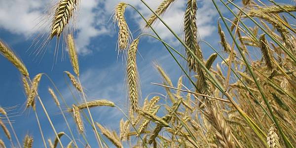 Wheat Dips As Ample Supply Stifles Rally