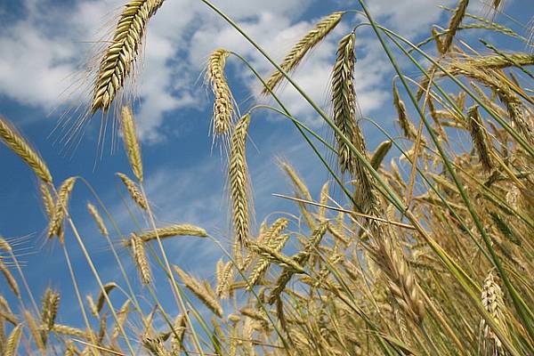 Wheat Dips As Ample Supply Stifles Rally