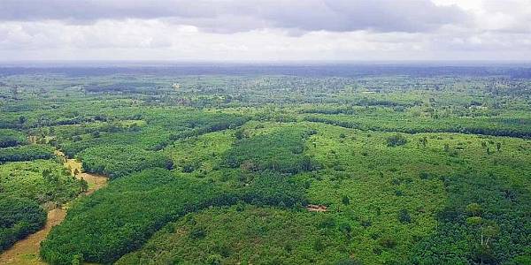 Nestlé Welcomes New Partners In Ivorian Forest Restoration Project