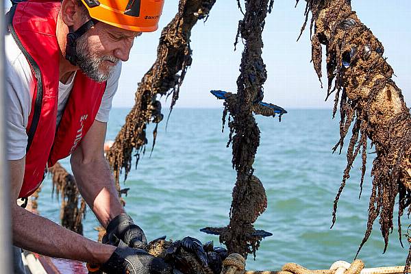 Colruyt Group Harvests First Belgian Mussels From Its Commercial Sea Farm