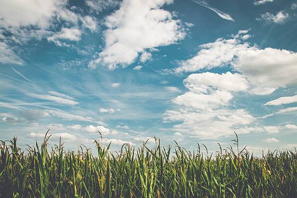 Corn Slips On Record Brazilian Crop, Early US Harvest