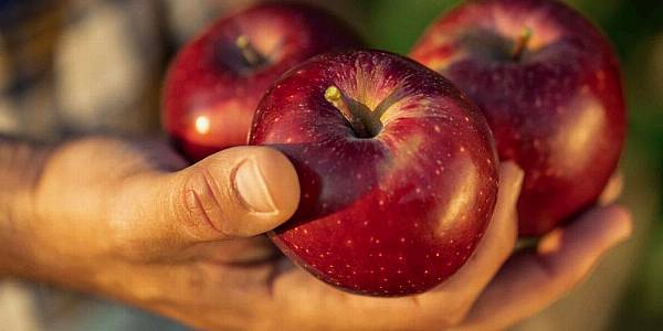 Lidl Spain To Source 34,000 Tonnes Of Local Apples, Pears This Year