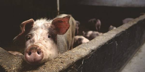 Most Global Food Giants Acknowledge The Importance Of Animal Welfare, Study Finds