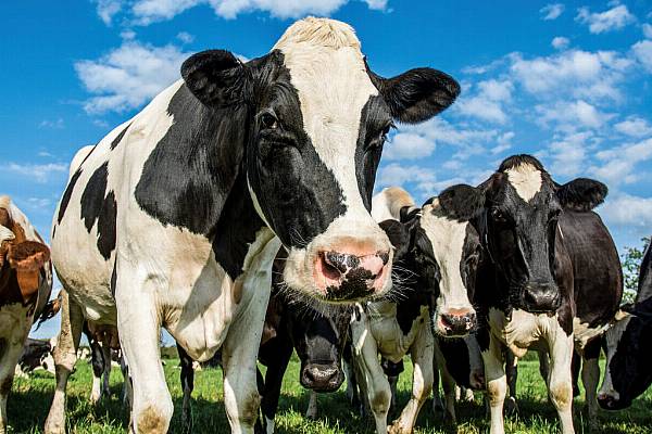 Buyer's Brief: Dairy Industry Facing Both Climate And Cost Challenges