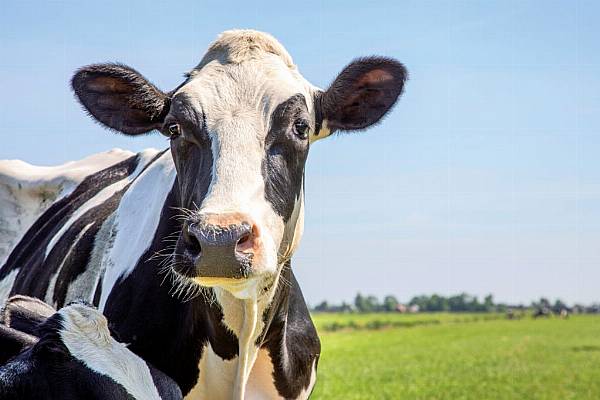 Buyer&rsquo;s Brief: Global Dairy Markets In The Spotlight