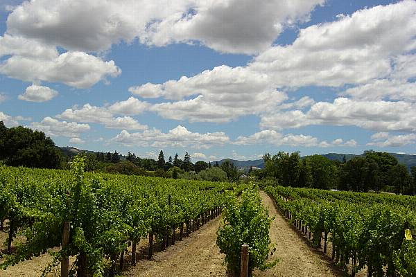 Napa Valley Wine Guru Passes Away