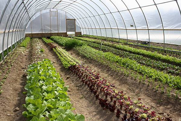 LEAF Marque Delivers More Sustainable Fruit And Vegetables Globally With SIFAV