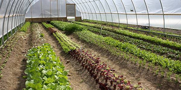 LEAF Marque Delivers More Sustainable Fruit And Vegetables Globally With SIFAV