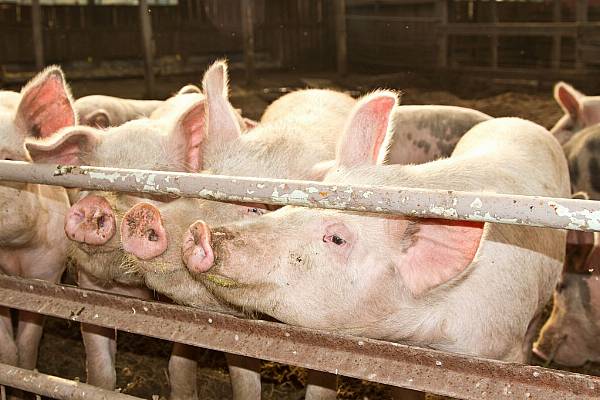 China's March Pork Imports Almost Triple After Pig Disease