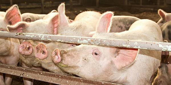 WH Group Expects Lower US Pork Exports To China In H2