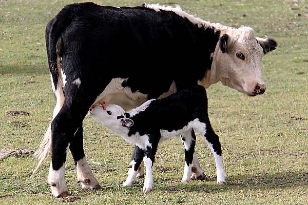 Danone To Bring Les 2 Vaches Organic Yoghurts To Spain