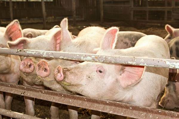 Germany Reports Another African Swine Fever Case In Farm Pigs