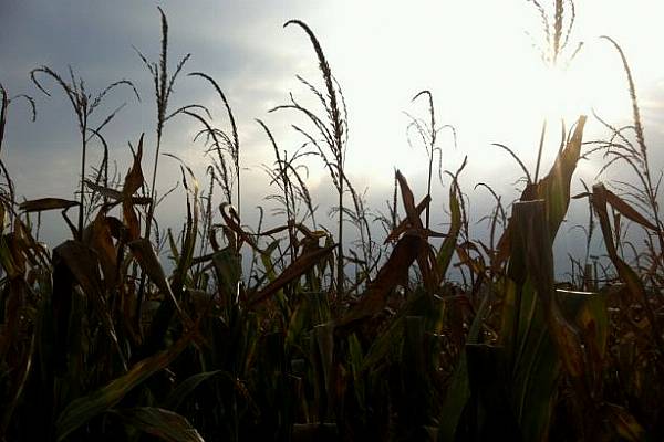 Monsanto Eyes Opportunity in Argentina Ahead of Election Runoff