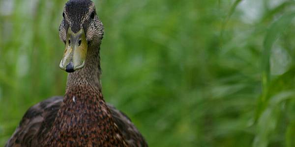 France Finds Bird Flu Case On Duck Farm, Tests Ongoing